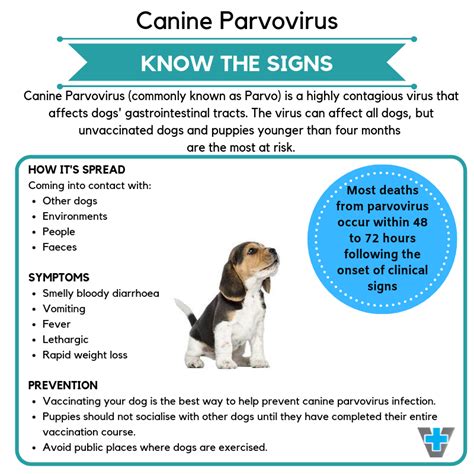 How to Tell if Your Dog Has Parvo: Early Signs.